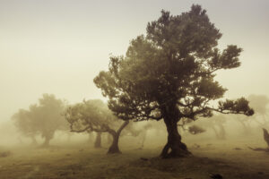 Madeira - Fanal